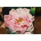 Fás bazsarózsa Paeonia suffruticosa