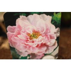 Fás bazsarózsa Paeonia suffruticosa