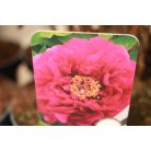 Fás bazsarózsa Paeonia suffruticosa