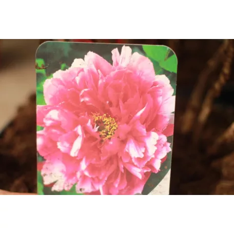 Fás bazsarózsa Paeonia suffruticosa
