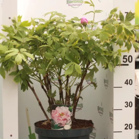 Fás bazsarózsa Paeonia suffruticosa
