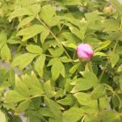 Fás bazsarózsa Paeonia suffruticosa