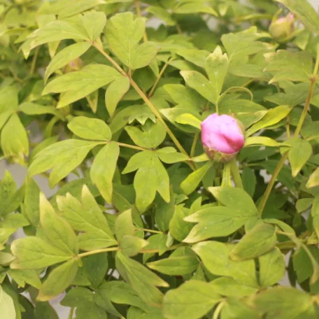 Fás bazsarózsa Paeonia suffruticosa