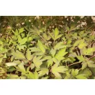 Fás bazsarózsa Paeonia suffruticosa