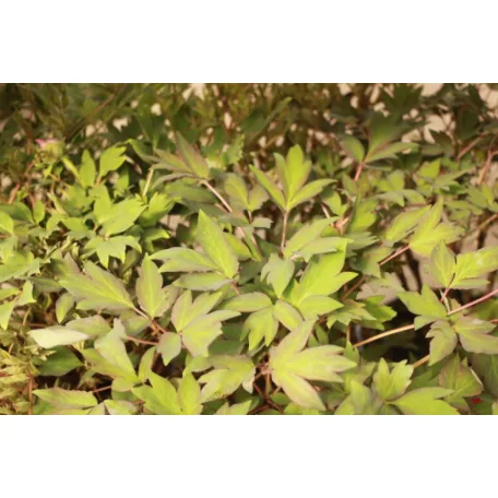 Fás bazsarózsa Paeonia suffruticosa