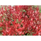 Korallberkenye Mandarino Photinia fras. 'Mandarino'