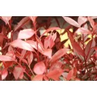 Korallberkenye Mandarino Photinia fras. 'Mandarino'