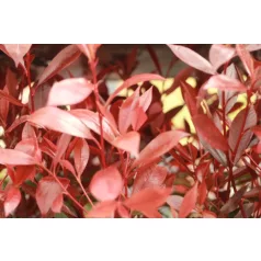   Korallberkenye Mandarino Photinia fras. 'Mandarino'