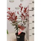Korallberkenye Mandarino Photinia fras. 'Mandarino'