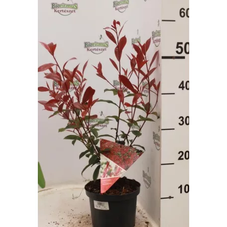 Korallberkenye Mandarino Photinia fras. 'Mandarino'