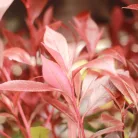 Korallberkenye Mandarino Photinia fras. 'Mandarino'