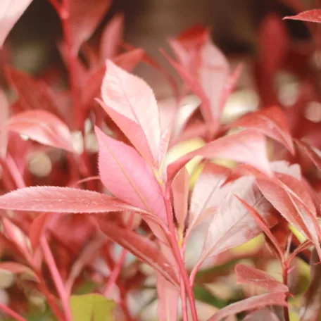 Korallberkenye Mandarino Photinia fras. 'Mandarino'
