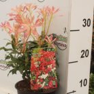 Babérhanga Pieris Forest Flame