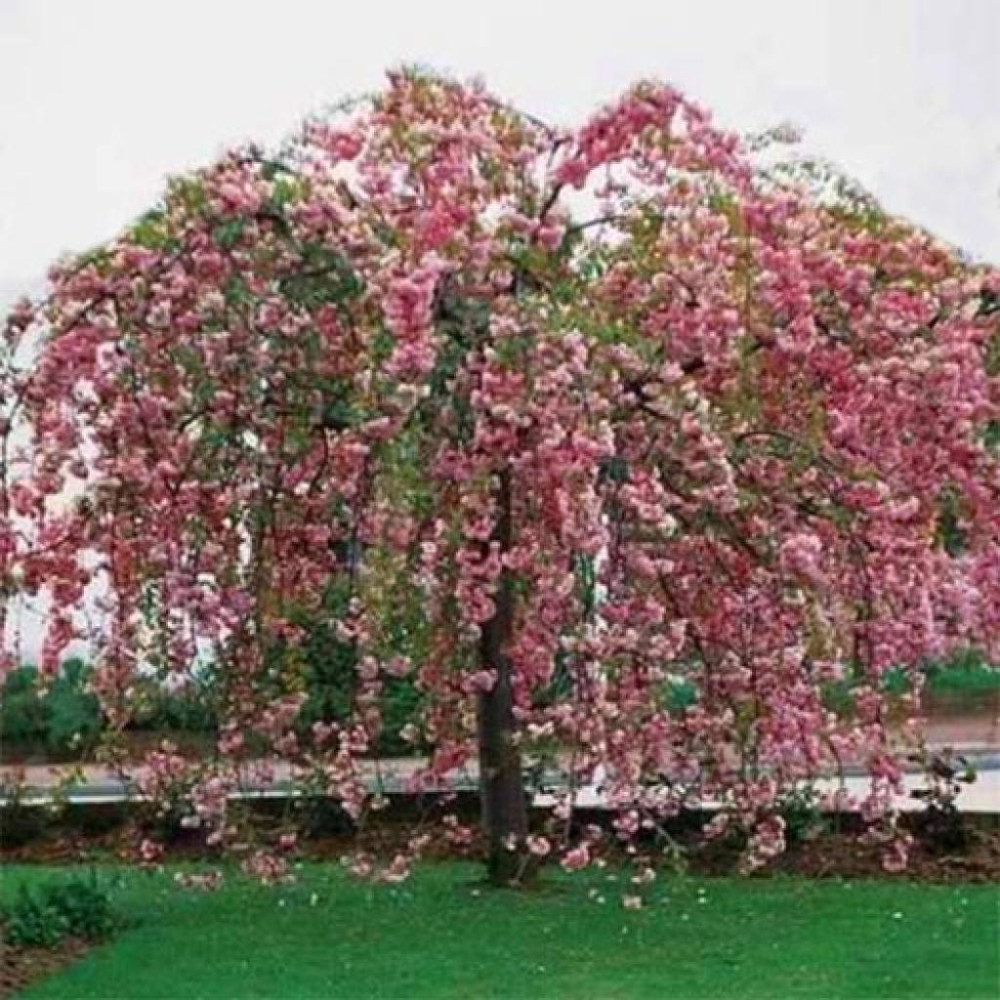 Japán csüngő díszcseresznye Prunus Kiku-shidare-zakura | bio