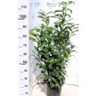 Oszlopos babérmeggy Prunus laurocerasus 'Genolia' 90-100cm