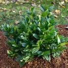 Törpe babérmeggy Prunus laur. 'Piri'