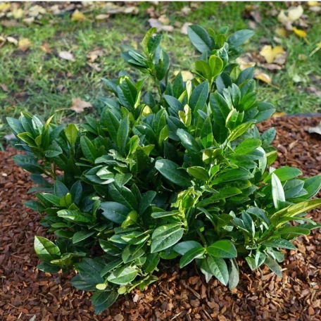 Törpe babérmeggy Prunus laur. 'Piri'