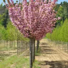 Rózsaszín virágú japán díszcseresznye Prunus serrulata 'Kanzan' 