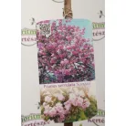 Rózsaszín virágú japán díszcseresznye Prunus serrulata 'Kanzan' 