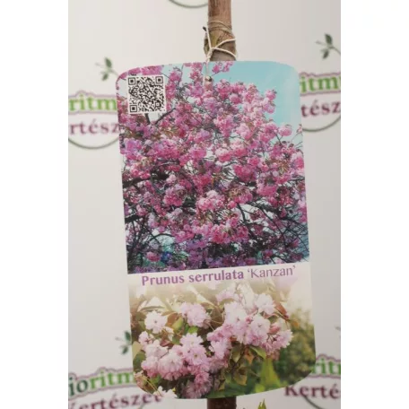 Rózsaszín virágú japán díszcseresznye Prunus serrulata 'Kanzan' 