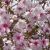 Fuji díszcseresznye Prunus inc. 'Mikinori'