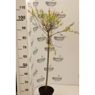 Tarkalevelű japán fűz Salix integra 'Hakuro-nishiki 