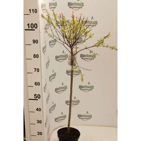 Tarkalevelű japán fűz Salix integra 'Hakuro-nishiki 