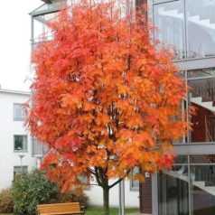 Kínai berkenye Sorbus commixta 'Dodong'