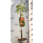 Kínai berkenye Sorbus commixta 'Dodong'