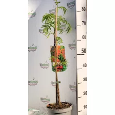 Kínai berkenye Sorbus commixta 'Dodong'