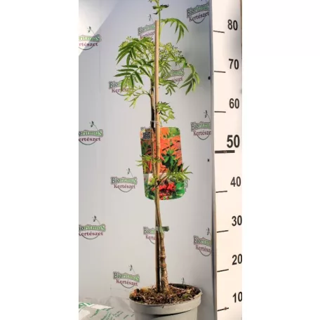 Kínai berkenye Sorbus commixta 'Dodong'