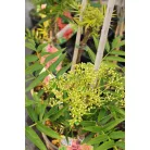 Kínai berkenye Sorbus commixta 'Dodong'