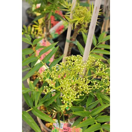 Kínai berkenye Sorbus commixta 'Dodong'