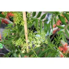 Kínai berkenye Sorbus commixta 'Dodong'