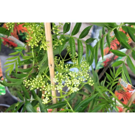 Kínai berkenye Sorbus commixta 'Dodong'