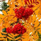 Madárberkenye Sorbus auc. 'Sheerwater Seedling'
