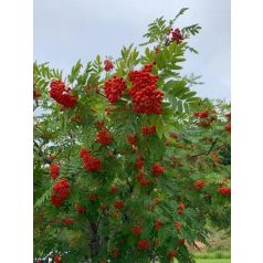 Madárberkenye Sorbus auc. 'Sheerwater Seedling'