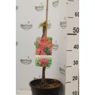 Madárberkenye Sorbus auc. 'Sheerwater Seedling'
