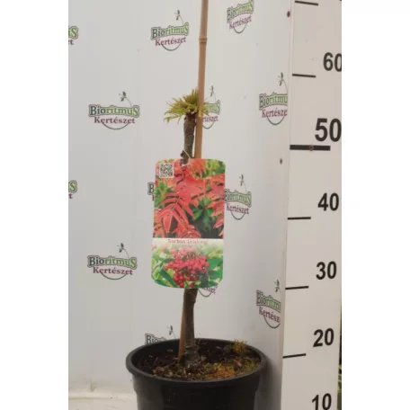Madárberkenye Sorbus auc. 'Sheerwater Seedling'