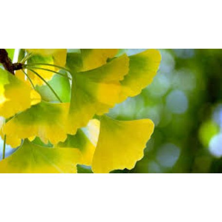 Páfrányfenyő Ginkgo biloba