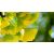 Páfrányfenyő Ginkgo biloba