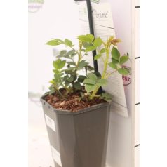 Kordes bokorrózsa Kordes Parfuma