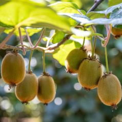   Öntermékeny kivi Actinidia deliciosa 'Jenny' 60-70 cm