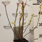 Kék áfonya Vaccinium corymbosum Bluecrop