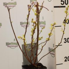 Kék áfonya Vaccinium corymbosum Bluecrop