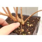 Kék áfonya Vaccinium corymbosum Bluecrop