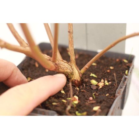 Kék áfonya Vaccinium corymbosum Bluecrop