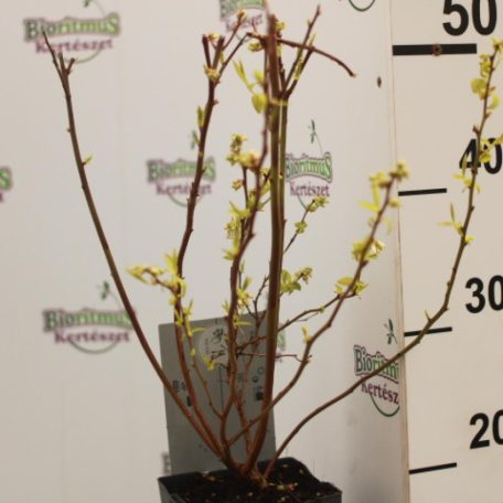 Kék áfonya Vaccinium corymbosum 'Patriot'