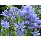 Szerelemvirág kék Agapanthus 'Blue'