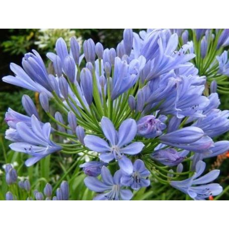 Szerelemvirág kék Agapanthus 'Blue'